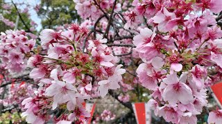 4月5日17時 上野公園桜通り 満開だよ！みんなで花見しよう！