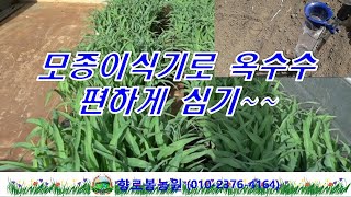 모종이식기로 옥수수를 심으니 편하긴 하네요