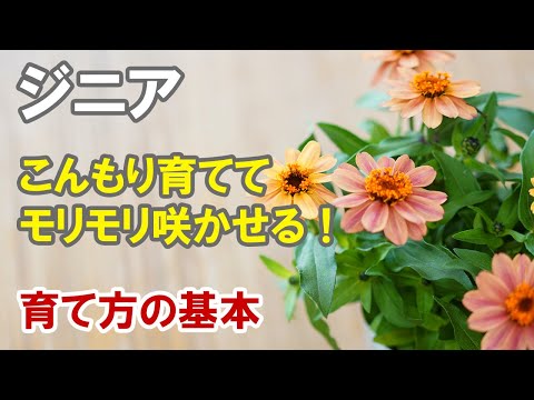 エレガントなジニア、ジニア エレガンス