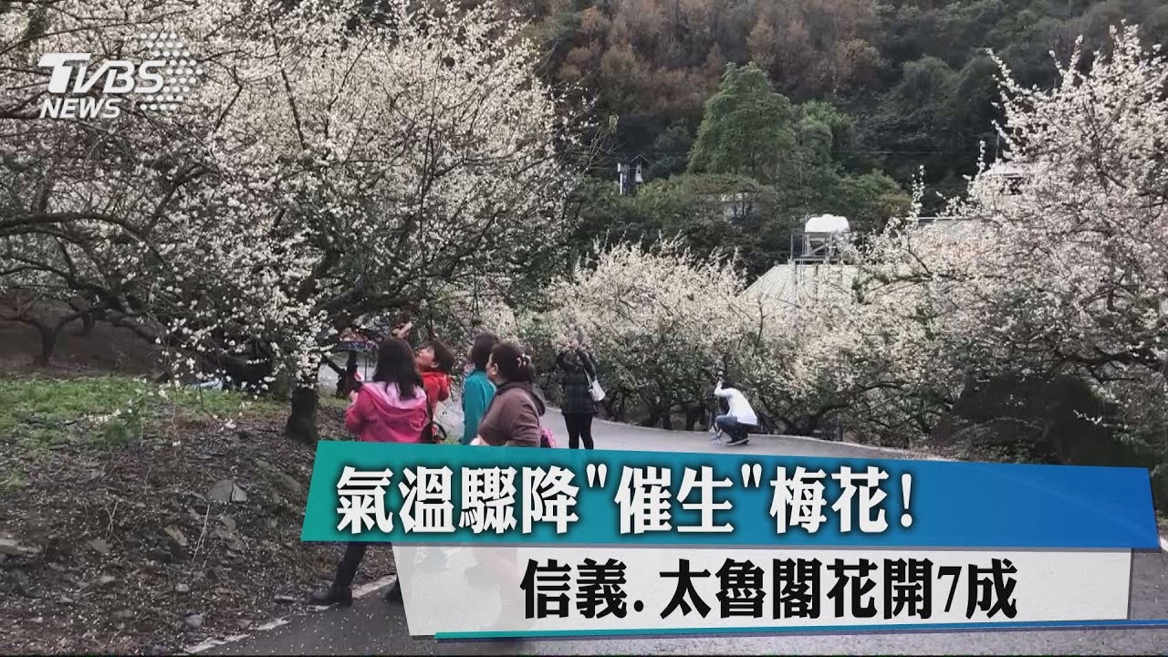 氣溫驟降催生梅花！　信義、太魯閣花開7成