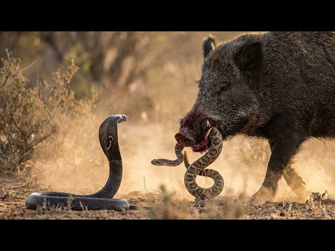 King Cobra vs Wild Boar: When the World’s Deadliest Snake Meets Nature’s Tank