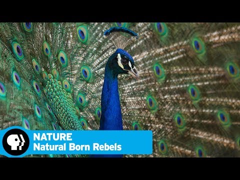 NATURE | Natural Born Rebels, Episode 3: "The Mating Game" | Official Trailer | PBS