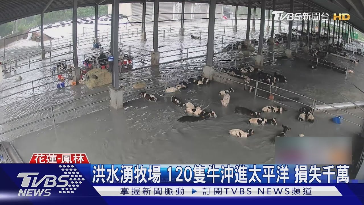 堰塞湖爆洪水毀牧場！180公分圍牆全滅頂　120牛「沖入太平洋」