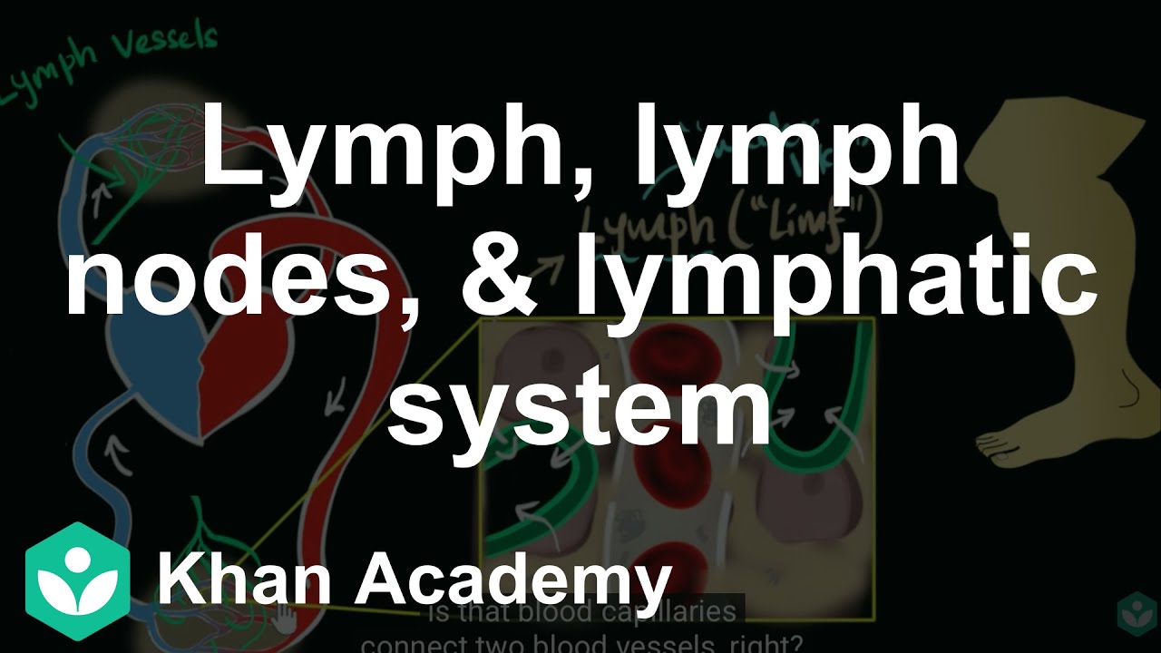 Lymph, lymph nodes, & lymphatic system | Life processes | Biology | Khan Academy
