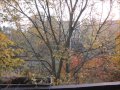 Outside my window is a tree 
