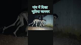 Download lagu horror animal | hululu hululu song #song #animal #horror #music #animallover mp3