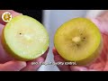 How New Zealand Farmers Harvest Kiwi Fruit How Kiwis Are Bred To Perfection Farming Documentary