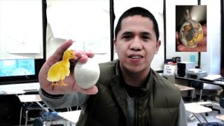 Real Life Math - Food Percentages and the percent pyramid (Balut Eating Contest)