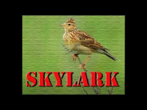Śpiew skowronka na łące.Skylark singing. Relaxing sound.