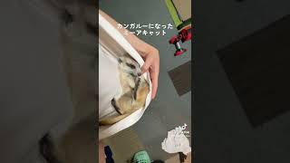 カンガルーなのか。ミーアキャットなのか。미어캣(meerkat)#shorts