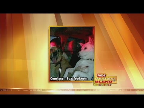 Raise the Ruff! Dogs meet new friends 11/30/16