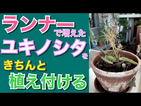 園芸 ユキノシタ