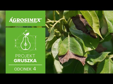 Projekt Gruszka odc. 4 - Sposób na sukces w uprawie grusz | Agrosimex