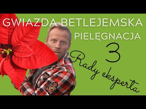GWIAZDA BETLEJEMSKA⭐ miej ją  dłużej w DOMU. POINSECJA pielęgnacja, 3 rady eksperta.
