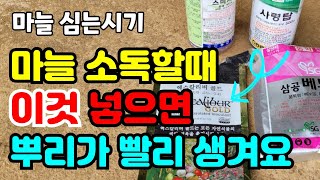 마늘종자소독하면 어떤병이 예방이 될까요? 씨마늘 소독할때 뿌리 빨리생기는것./ 홍산마늘종자 / 마늘종자소독방…