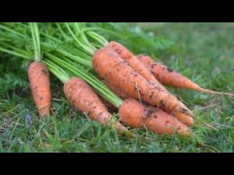 Koje su sve prednosti jesenje sjetve mrkve/šargarepe