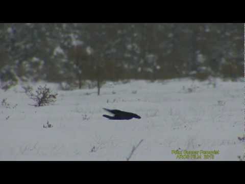 KORP  Common Raven  (Corvus corax)  Klipp - 1118