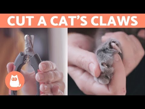 How to Cut a Cat's Nails? STEP-BY-STEP Guide - YouTube