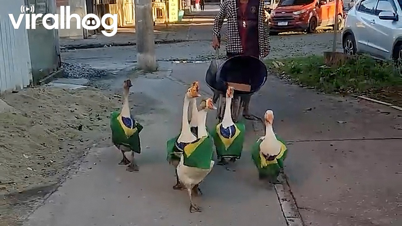 Man Spotted Walking With His Pet Geese || ViralHog