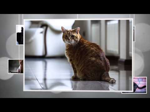 KOTY CZĘŚĆ I 2 HD 1080p