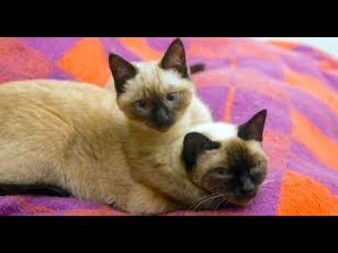 Things you NEVER knew about Siamese cats