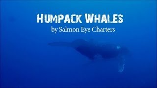 preview picture of video 'Humpback Whales from Ucluelet and Tofino BC'