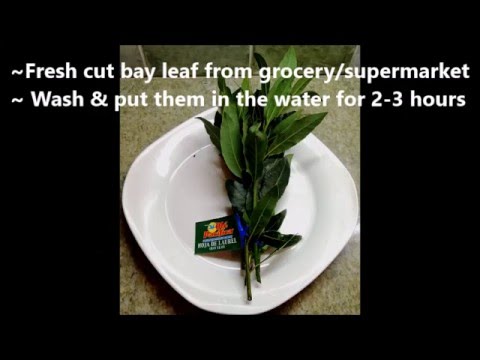 , title : 'How to Root Fresh Cut Bay Leaf (Laurus nobilis) From Grocery/Supermarket'