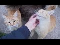 Called Orange Cats To Me