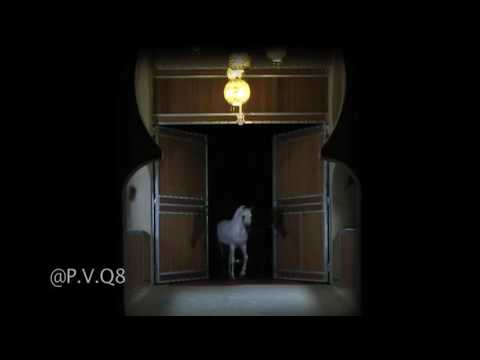 Bronze Campion Qatar Mountassar al zobair              منتصر الزبير