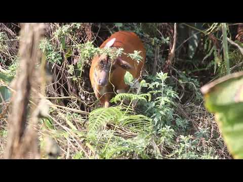The Barking Deer of Nganglam, Pemagatshel: Bhutan