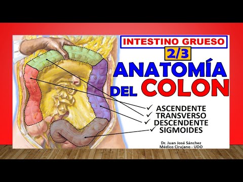 🥇 Anatomy of the COLON, (Large Intestine 2/3) Easy Explanation!