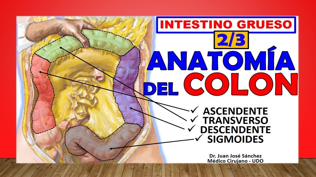 🥇 Anatomía del COLON, (Intestino Grueso 2/3) ¡Fácil Explicación!