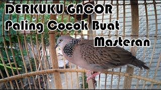 DERKUKU/TEKUKUR GACOR BIKIN CEKUTUR KUK 2 DAN CULHU LANGSUNG NYAUT DERKUKU/TEKUKUR GACOR BIKIN CEKUTUR KUK 2 DAN CULHU LANGSUNG NYAUT