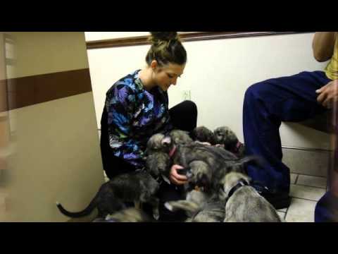 download lagu mp3 mp4 Emergency Vet Fort Wayne, download lagu Emergency Vet Fort Wayne gratis, unduh video klip Emergency Vet Fort Wayne