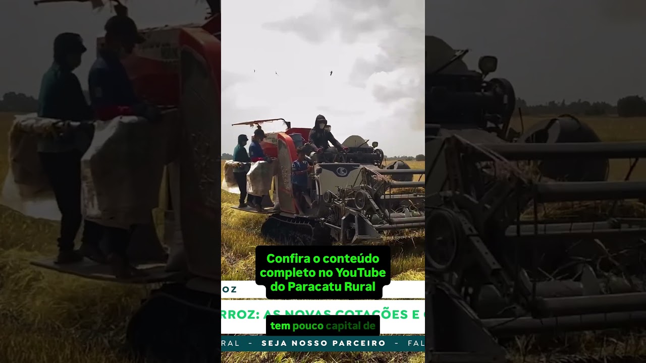 O que está impulsionando o feijão a R$340, as cotações do arroz e a quebra de safra no trigo!