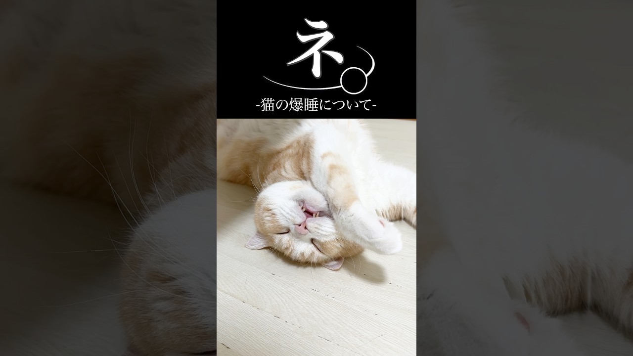 猫の爆睡について💤 #猫 #ねこ #猫動画 #猫好きさんと繋がりたい #猫のいる暮らし #猫のいる生活 #猫好き #猫あるある #かわいい猫 #ねこ動画