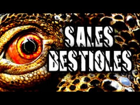 #06 - Sales bestioles