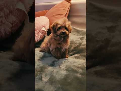 Maltipoo Welpe kaufen