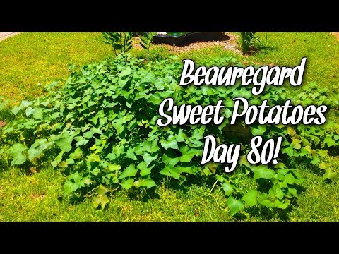 Beauregard Sweet Potatoes Day 80!
