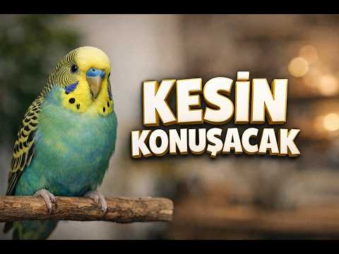 EN NET KONUŞAN KUŞ - MUHABBET KUŞU KONUŞTURMA - Konuşmayan Muhabbet kuşu Kalmasın |