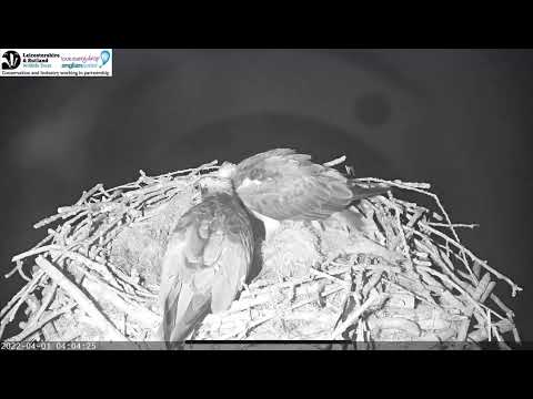 Rutland Osprey dad Blue 33 sees his egg for the first time 1 Apr 2022