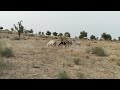Small Donkey And Big Ass Mating