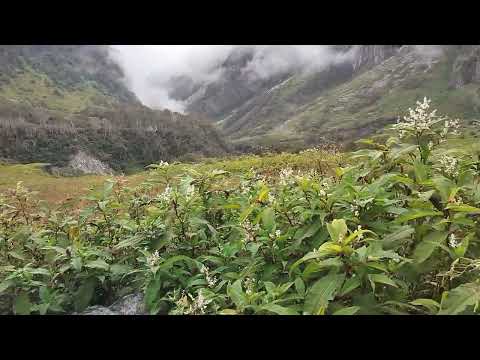 Vally of flowers 🌻🌹