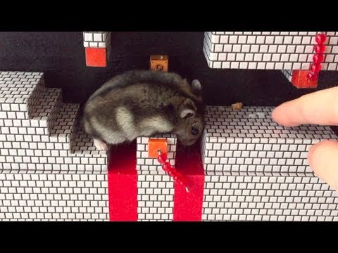 ハムスター ココちゃんもハムマリオに挑戦！WORLD1-4（HAMUMARIO）Hamster Super Mario Bros.