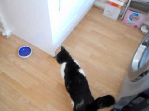 The Cats of Willowbed Walk!