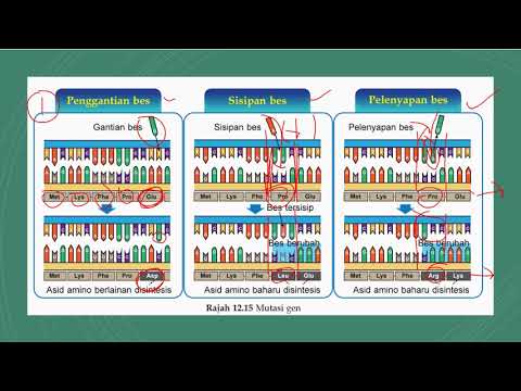 BIOLOGI TINGKATAN 5 : 12.3 PART 1 : MUTASI