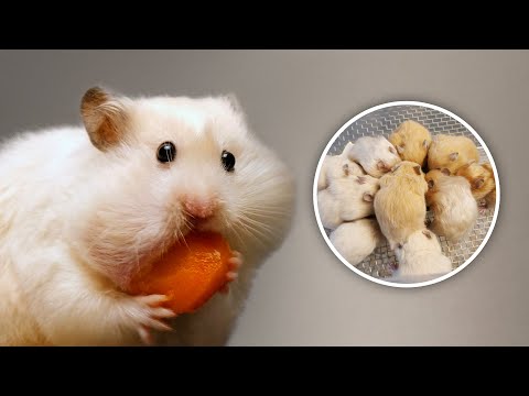 Why is my Hamster So Greedy?