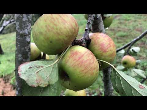 Gurutzeta - Sagastietan barrena / Entre manzanos