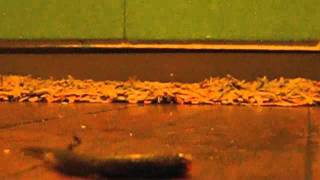 "birds of prey" wyoming