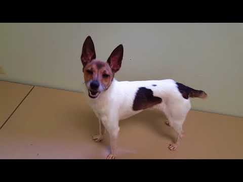 Sisco, an adopted Parson Russell Terrier Mix in Normal, IL_image-1